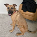 Un Black Mouth Cur assis sur une moquette et portant un collier autour du cou