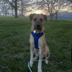 Un Black Mouth Cur assis sur une surface herbacée et qui est tenu en laisse 