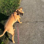 Un Black Mouth Cur marchant sur une surface bétonnée et qui est tenu en laisse 