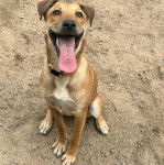 Un Black Mouth Cur ayant la langue pendante et portant un collier autour du cou