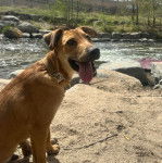 Un Black Mouth Cur ayant la langue pendante et portant un collier autour du cou