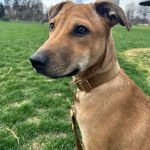Un Black Mouth Cur assis sur un terrain herbeux et qui est tenu en laisse 