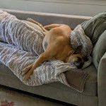 Un Black Mouth Cur allongé sur un canapé et semblant dormir 