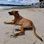 Un Black Mouth Cur allongé sur une surface sableuse et portant un collier autour du cou