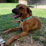 Un Black Mouth Cur allongé sur une surface gazonnée et portant un collier autour du cou