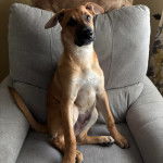 Un Black Mouth Cur assis sur un fauteuil et semblant détendu 