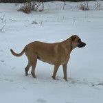 Un Black Mouth Cur sur une surface ennéigée 