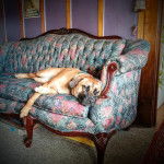 Un Black Mouth Cur allongé sur un canapé et portant un collier autour du cou