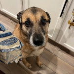 Un Black Mouth Cur assis sur un plancher et regardant vers la caméra 