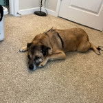 Un Black Mouth Cur allongé sur une moquette et portant un harnais 