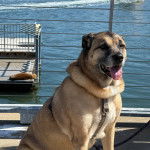Un Black Mouth Cur tirant la langue et qui est tenu en laisse 