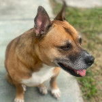 Un Black Mouth Cur assis sur une surface bétonnér 