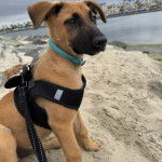 Un Black Mouth Cur asiss sur une surface sableuse et qui est tenu en laisse 