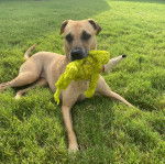 Un Black Mouth Cur allongé sur une surface gazonnée et ayant une peluche dans sa gueule 
