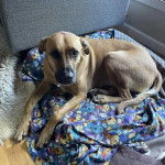 Un Black Mouth Cur allongé et portant un collier autour du cou