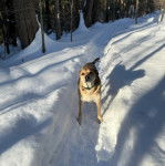 Un Black Mouth Cur sur une surface enneigée et portant un collier autour du cou