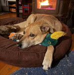 Un Black Mouth Cur allongé dans un panier 
