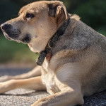 Un Black Mouth Cur allongé et portant un collier autour du cou