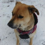 Un Black Mouth Cur assis sur une surface enneigée et portant un harnais 