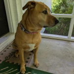 Un Black Mouth Cur assis sur un tapis et portant un collier autour du cou
