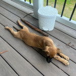 Un Black Mouth Cur allongé sur une terrasse en bois 