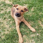 Un Black Mouth Cur allongé sur un terrain herbeux et semblant détendu 