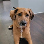 Un Black Mouth Cur allongé sur un plancher et portant un collier autour du cou