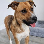 Un Black Mouth Cur sur un plancher et tirant la langue 