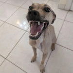 Un Black Mouth Cur assis sur un sol carrelé et ayant la gueule ouverte 