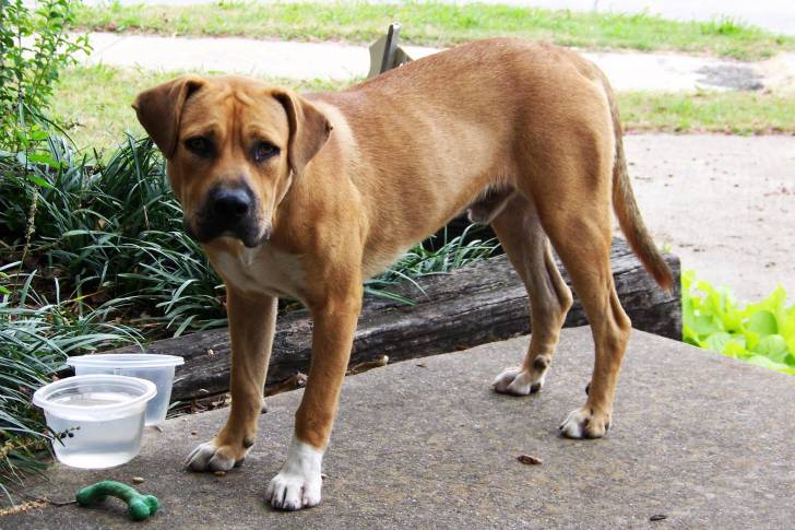 Un Black Mouth Cur adulte au pelage de couleur fauve, à côté de sa gamelle d'eau.