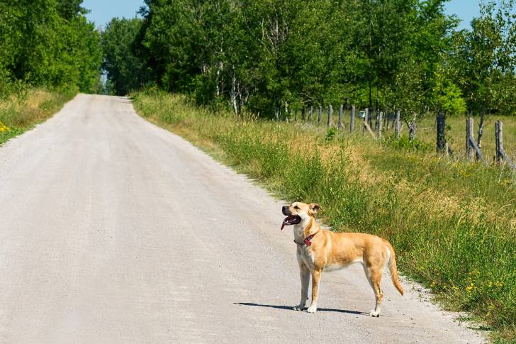 Un Black Mouth Cur adulte au pelage de couleur fauve, seul au milieu d'une route de campagne.