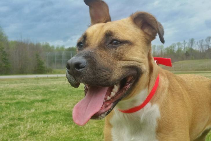Un Black Mouth Cur adulte seul et tirant la langue au milieu d'un grand champ d'herbe.