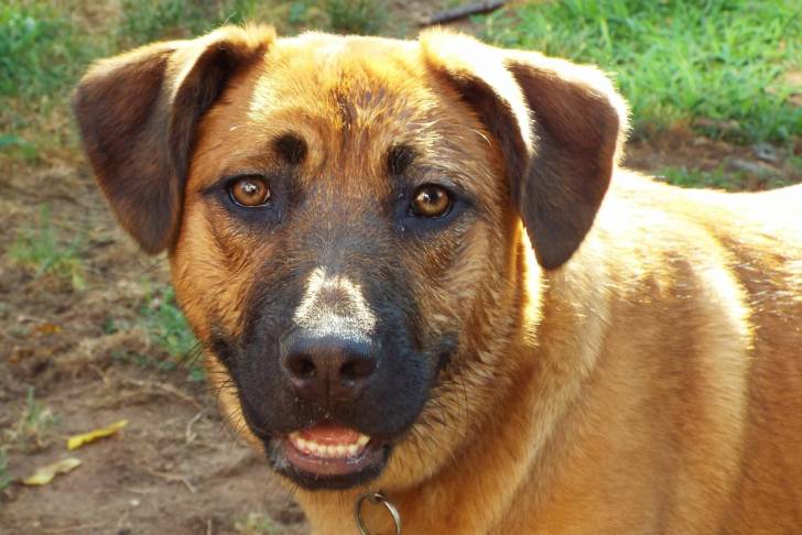 Gros plan sur le visage d'un Black Mouth Cur dans un paysage rural et regardant devant lui.