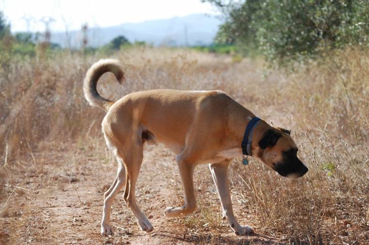 Un Black Mouth Cur adulte se promène seul au milieu d'un chemin de campagne sec et aride.