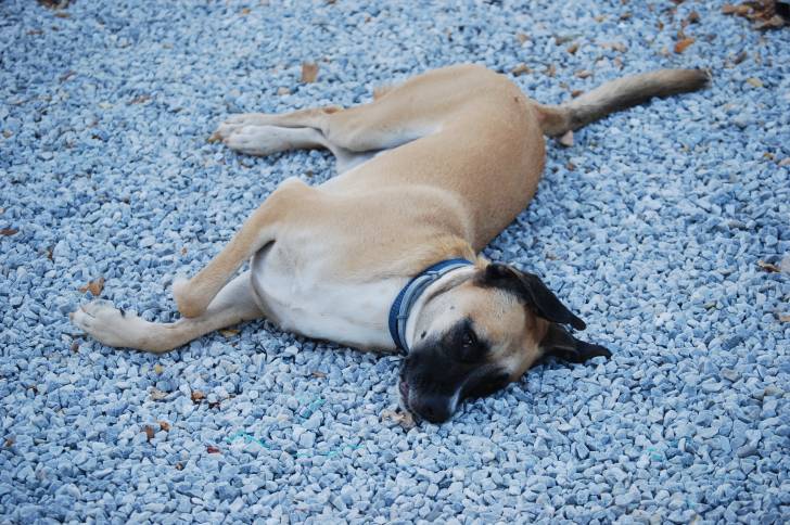 Un Black Mouth Cur adulte allongé sur un sol fait de petits cailloux.  