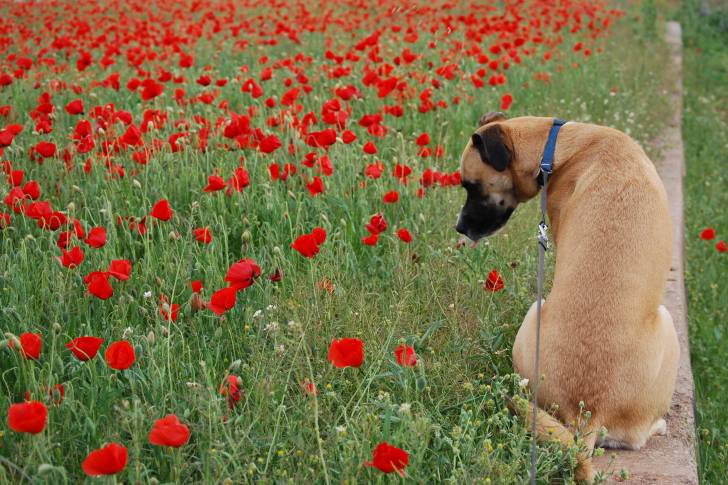 Un Black Mouth Cur assis sur une rambarde et qui regarde le champ de coquelicots à sa gauche.