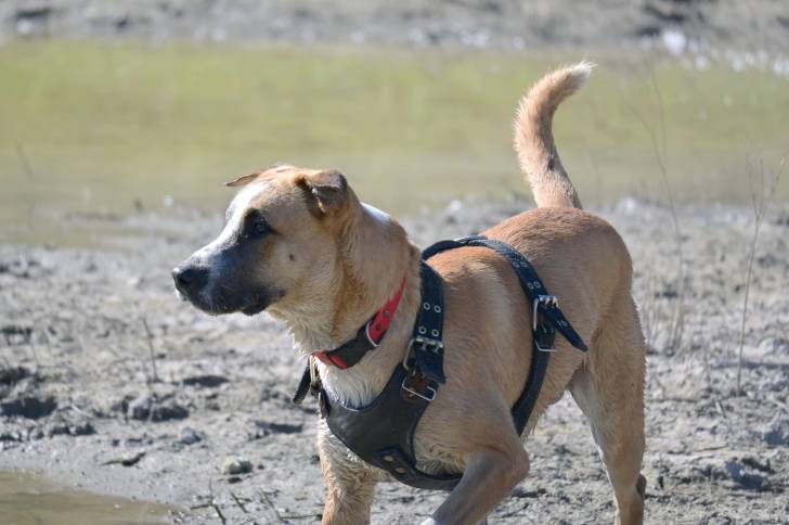 Un Black Mouth Cur portant un harnais et se promenant sur un terrain marécageux.