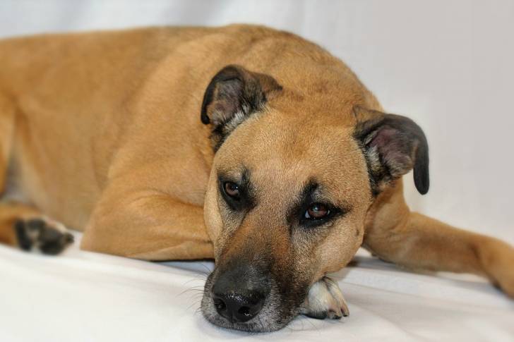 Un Black Mouth Cur adulte se repose, allongé sur des draps blancs et la tête posée sur sa patte. 