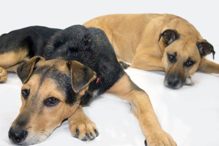 Un Black Mouth Cur et un autre chien font une sieste l'un à côté de l'autre sur un sol blanc.