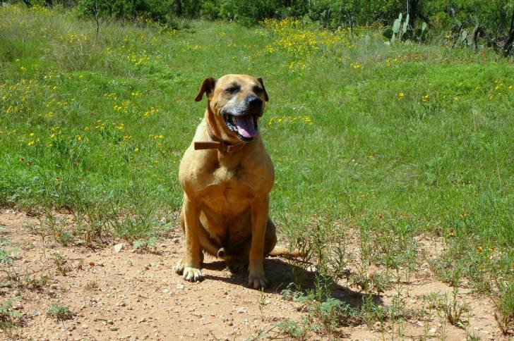 Un Black Mouth Cur adulte très musclé assis seul sur un terrain d'herbe et de terre.