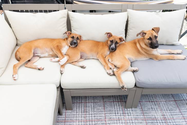Trois chiens Black Mouth Cur allongés les uns sur les autres sur un canapé blanc.
