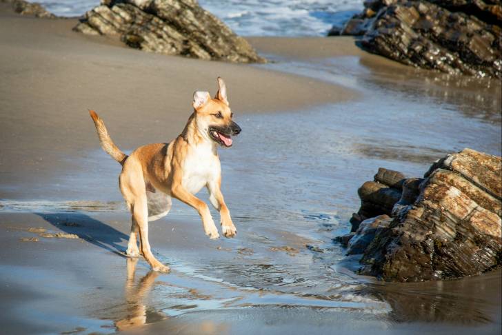 Un Black Mouth Cur au pelage fauve s'amuse sur la plage en courant au bord de l'eau.