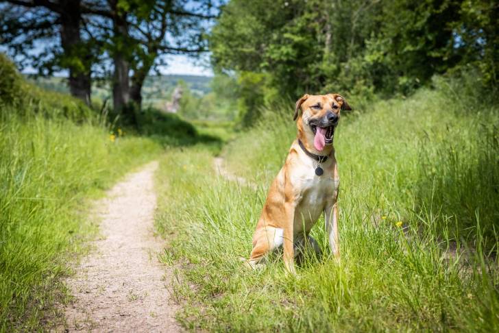 Un Black Mouth Cur adulte assis seul au milieu d'un chemin de campagne, attendant son maître.