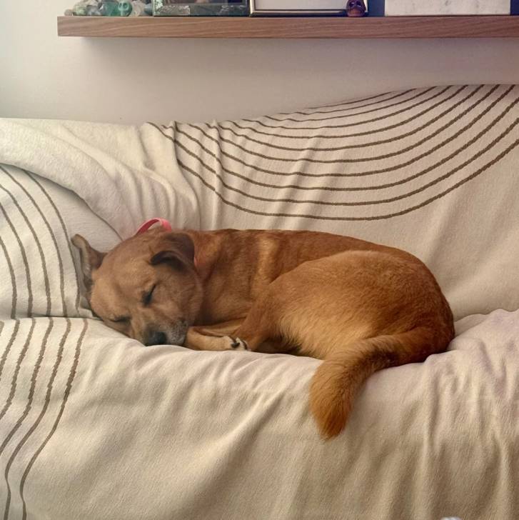 Un Black Mouth Cur allongé sur un canapé et semblant dormir