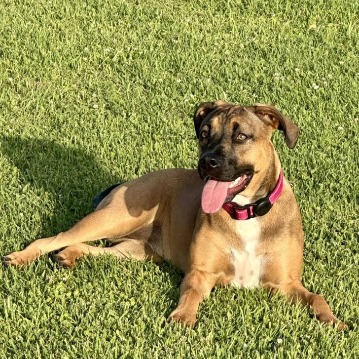 Un Black Mouth Cur ayant la langue pendante et portant un collier autour du cou