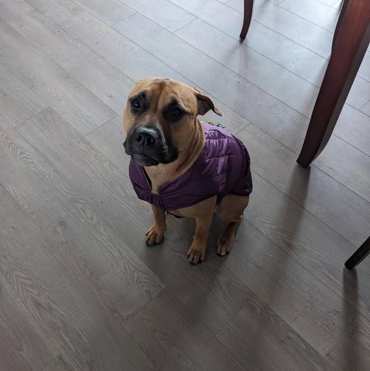 Un Black Mouth Cur assis sur un plancher et portant un habit pour chien 