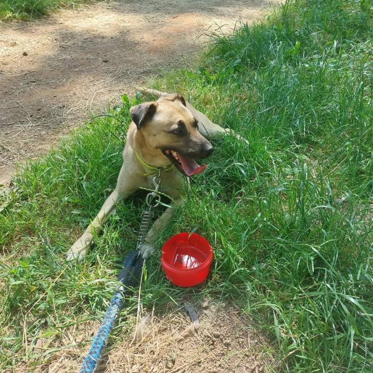 Un Black Mouth Cur allongé sur une surface gazonnée et qui est tenu en laisse 
