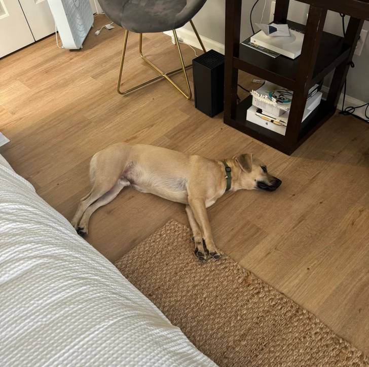 Un Black Mouth Cur allongé sur un plancher et portant un collier autour du cou