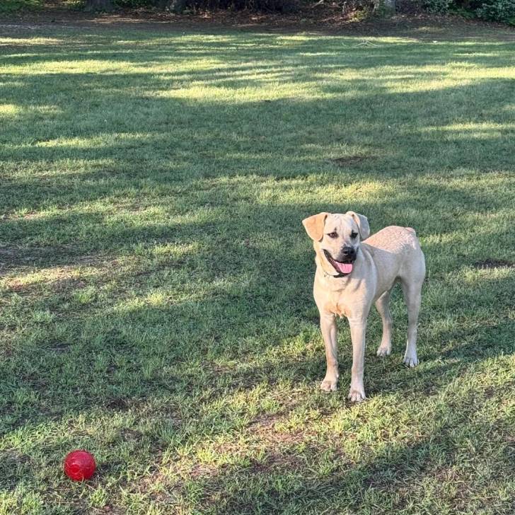 Un Black Mouth Cur sur une surface herbacée et tirant la langue 