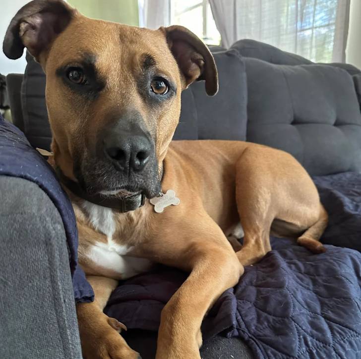 Un Black Mouth Cur allongé sur un canapé et portant un collier autour du cou